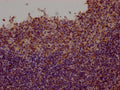 IHC image of CSB-RA699767A0HU diluted at 1:100 and staining in paraffin-embedded human tonsil tissue performed on a Leica BondTM system. After dewaxing and hydration, antigen retrieval was mediated by high pressure in a citrate buffer (pH 6.0) . Section was blocked with 10% normal goat serum 30min at RT. Then primary antibody (1% BSA) was incubated at 4℃ overnight. The primary is detected by a Goat anti-rabbit IgG polymer labeled by HRP and visualized using 0.05% DAB.