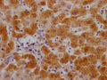C3 Antibody – Figure 1 of 1