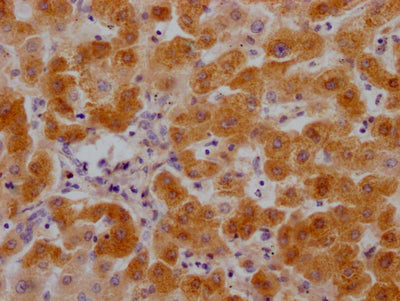 C3 Antibody – Figure 1 of 1