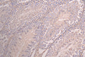 IHC image of CSB-RA732978MA1HU diluted at 1：100 and staining in paraffin-embedded mouse testis tissue performed on a Leica BondTM system. After dewaxing and hydration, antigen retrieval was mediated by high pressure in a citrate buffer (pH 6.0) . Section was blocked with 10% normal goat serum 30min at RT. Then primary antibody (1% BSA) was incubated at 4°C overnight. The primary is detected by a Goat anti-human polymer IgG labeled by HRP and visualized using 0.05% DAB.