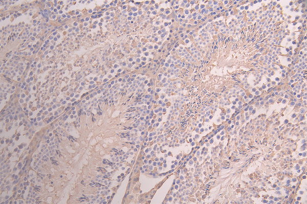 IHC image of CSB-RA732978MA1HU diluted at 1：100 and staining in paraffin-embedded mouse testis tissue performed on a Leica BondTM system. After dewaxing and hydration, antigen retrieval was mediated by high pressure in a citrate buffer (pH 6.0) . Section was blocked with 10% normal goat serum 30min at RT. Then primary antibody (1% BSA) was incubated at 4°C overnight. The primary is detected by a Goat anti-human polymer IgG labeled by HRP and visualized using 0.05% DAB.