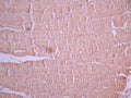 IHC image of CSB-RA761624MA1HU diluted at 1:50 and staining in paraffin-embedded mouse skeletal muscle tissue performed on a Leica BondTM system. After dewaxing and hydration, antigen retrieval was mediated by high pressure in a citrate buffer (pH 6.0). Section was blocked with 10% normal goat serum 30min at RT. Then primary antibody (1% BSA) was incubated at 4°C overnight. The primary is detected by a Anti-Human lgG, Fcy Fragment Specific labeled by HRP and visualized using 0.05% DAB.