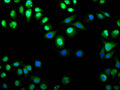 Immunofluorescence staining of Hela cell with CSB-RA768658A0HU at 1:50, counter-stained with DAPI. The cells were fixed in 4% formaldehyde, permeabilized using 0.2% Triton X-100 and blocked in 10% normal Goat Serum. The cells were then incubated with the antibody overnight at 4°C. The secondary antibody was Alexa Fluor 488-congugated AffiniPure Goat Anti-Rabbit IgG(H+L) .