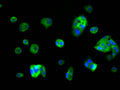 Immunofluorescence staining of HepG2 cell with CSB-RA777092A0HU at 1:50, counter-stained with DAPI. The cells were fixed in 4% formaldehyde, permeabilized using 0.2% Triton X-100 and blocked in 10% normal Goat Serum. The cells were then incubated with the antibody overnight at 4°C. The secondary antibody was Alexa Fluor 488-congugated AffiniPure Goat Anti-Rabbit IgG(H+L) .