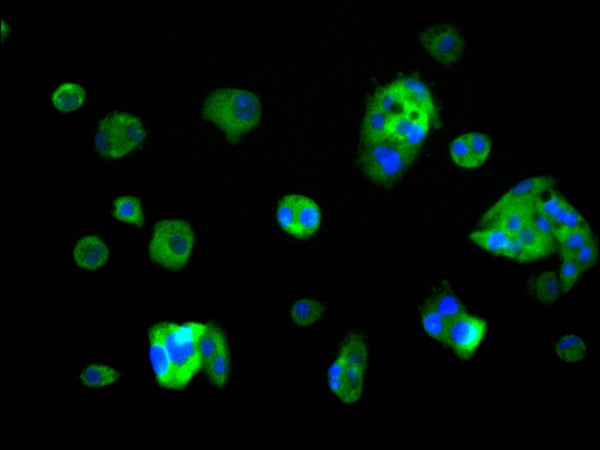 Immunofluorescence staining of HepG2 cell with CSB-RA777092A0HU at 1:50, counter-stained with DAPI. The cells were fixed in 4% formaldehyde, permeabilized using 0.2% Triton X-100 and blocked in 10% normal Goat Serum. The cells were then incubated with the antibody overnight at 4°C. The secondary antibody was Alexa Fluor 488-congugated AffiniPure Goat Anti-Rabbit IgG(H+L) .