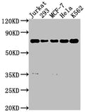 PTPN11 Antibody – Figure 1 of 1