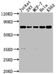 PTPN11 Antibody – Figure 1 of 1