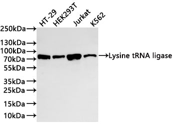 Western Blot
Positive WB detected in:  HT-29 whole cell lysate(30µg) , HEK293T whole cell lysate(30µg) , Jurkat whole cell lysate(30µg) , K562 whole cell lysate(30µg) 
All lanes: Lysine tRNA ligase  antibody at 1:1000
Secondary
Goat polyclonal to rabbit IgG at 1/40000 dilution
Predicted band size: 68 kDa
Observed band size: 73 kDa
Exposure time：2min