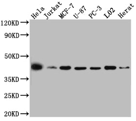 Western Blot
Positive WB detected in: Hela whole cell lysate, Jurkat whole cell lysate, MCF-7 whole cell lysate, U-87 whole cell lysate, PC-3 whole cell lysate, L02 whole cell lysate, Rat Heart whole cell lysate
All lanes: p38 MAPK antibody at 1:1000
Secondary
Goat polyclonal to rabbit IgG at 1/50000 dilution
Predicted band size: 42, 42, 35, 36, 30 kDa
Observed band size: 42 kDa