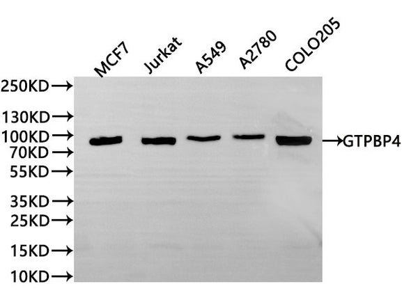 Western Blot
Positive WB detected in: MCF7 whole cell lysate(30µg), Jurkat whole cell lysate(30µg), A549 whole cell lysate(30µg), A2780 whole cell lysate(30µg), COLO205 whole cell lysate(30µg)
All lanes:GTPBP4 antibody at 1:1000
Secondary
Goat polyclonal to rabbit IgG at 1/40000 dilution
Predicted band size: 74 kDa
Observed band size: 80 kDa
Exposure time：1min
