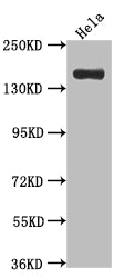 XDH Antibody – Figure 1 of 2