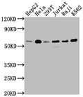 TRAF2 Antibody – Figure 1 of 5