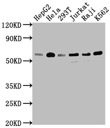 TRAF2 Antibody – Figure 1 of 5