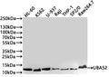 Western Blot
Positive WB detected in: HL-60 whole cell lysate(30µg) , K562 whole cell lysate(30µg) , U-937 whole cell lysate(30µg) , Raji whole cell lysate(30µg) , THP-1 whole cell lysate(30µg) , SP2/0 whole cell lysate(30µg) , Raw264.7 whole cell lysate(30µg) 
All lanes: UBA52 antibody at 1:1000
Secondary
Goat polyclonal to rabbit IgG at 1/40000 dilution
Predicted band size: 15 kDa
Observed band size: 10-12 kDa
Exposure time：1min40s