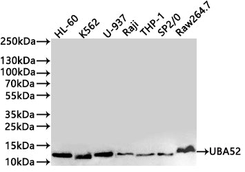 Western Blot
Positive WB detected in: HL-60 whole cell lysate(30µg) , K562 whole cell lysate(30µg) , U-937 whole cell lysate(30µg) , Raji whole cell lysate(30µg) , THP-1 whole cell lysate(30µg) , SP2/0 whole cell lysate(30µg) , Raw264.7 whole cell lysate(30µg) 
All lanes: UBA52 antibody at 1:1000
Secondary
Goat polyclonal to rabbit IgG at 1/40000 dilution
Predicted band size: 15 kDa
Observed band size: 10-12 kDa
Exposure time：1min40s