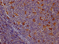 IHC image of CSB-RA788455A0HU diluted at 1:100 and staining in paraffin-embedded human tonsil tissue performed on a Leica BondTM system. After dewaxing and hydration, antigen retrieval was mediated by high pressure in a citrate buffer (pH 6.0) . Section was blocked with 10% normal goat serum 30min at RT. Then primary antibody (1% BSA) was incubated at 4℃ overnight. The primary is detected by a Goat anti-rabbit IgG polymer labeled by HRP and visualized using 0.05% DAB.