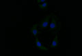 Immunofluorescence staining of A549 with CSB-RA788545A0HU at 1:10, counter-stained with DAPI. The cells were fixed in 4% formaldehyde and blocked in 10% normal Goat Serum. The cells were then incubated with the antibody overnight at 4°C. The secondary antibody was Alexa Fluor 519-congugated AffiniPure Goat Anti-Rabbit IgG(H+L) .