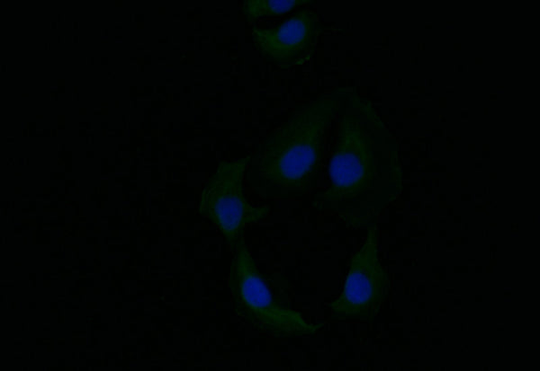 Immunofluorescence staining of A549 with CSB-RA788545A0HU at 1:10, counter-stained with DAPI. The cells were fixed in 4% formaldehyde and blocked in 10% normal Goat Serum. The cells were then incubated with the antibody overnight at 4°C. The secondary antibody was Alexa Fluor 519-congugated AffiniPure Goat Anti-Rabbit IgG(H+L) .