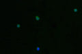 Immunofluorescence staining of Jurkat cell with CSB-RA789332A0HU at 1:50, counter-stained with DAPI. The cells were fixed in 4% formaldehyde and blocked in 10% normal Goat Serum. The cells were then incubated with the antibody overnight at 4°C. The secondary antibody was Alexa Fluor 562-congugated AffiniPure Goat Anti-Rabbit IgG(H+L) .