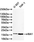Western Blot
Positive WB detected in: U-937 whole cell lysate(30µg) , THP-1 whole cell lysate(30µg) 
All lanes: IBA1 antibody at 1:1000
Secondary
Goat polyclonal to rabbit IgG at 1/40000 dilution
Predicted band size: 17 kDa kDa
Observed band size: 17 kDa kDa
Exposure time：2min