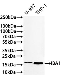 Western Blot
Positive WB detected in: U-937 whole cell lysate(30µg) , THP-1 whole cell lysate(30µg) 
All lanes: IBA1 antibody at 1:1000
Secondary
Goat polyclonal to rabbit IgG at 1/40000 dilution
Predicted band size: 17 kDa kDa
Observed band size: 17 kDa kDa
Exposure time：2min