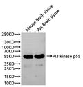 Western Blot, 
Positive WB detected in:Mouse brain tissue lysate(30µg), Rat brain lysate(30µg)
All lanes: PI3 kinase p55 antibody at 1:1000
Secondary
Goat polyclonal to rabbit IgG at 1/40000 dilution
Predicted band size: 54 kDa
Observed band size: 54 kDa
Exposure time：120s
