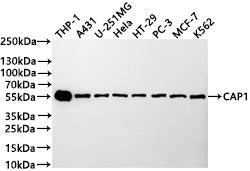 Western Blot
Positive WB detected in: THP-1 whole cell lysate(30µg) , A431 whole cell lysate(30µg) , U-251MG whole cell lysate(30µg) , HeLa whole cell lysate(30µg) , HT-29 whole cell lysate(30µg) , PC-3 whole cell lysate(30µg) , MCF-7 whole cell lysate(30µg) , K562 whole cell lysate(30µg) 
All lanes: CAP1 antibody at 1:1000
Secondary
Goat polyclonal to rabbit IgG at 1/40000 dilution
Predicted band size: 52 kDa
Observed band size: 55 kDa
Exposure time：30s