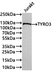 Western Blot
Positive WB detected in: Jurkat whole cell lysate(30µg) 
All lanes: TYRO3 antibody at 1:1000
Secondary
Goat polyclonal to rabbit IgG at 1/40000 dilution
Predicted band size: 97 kDa
Observed band size: 128 kDa
Exposure time：3min