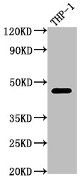 Western Blot
Positive WB detected in: THP-1 whole cell lysate
All lanes: CD38 antibody at 1:2000
Secondary
Goat polyclonal to rabbit IgG at 1/50000 dilution
Predicted band size: 35, 14 kDa
Observed band size: 42 kDa