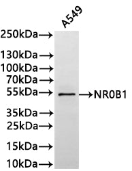 Western Blot
Positive WB detected in: A549 whole cell lysate(30µg) 
All lanes: NR0B1 antibody at 1:1000
Secondary
Goat polyclonal to rabbit IgG at 1/40000 dilution
Predicted band size: 52 kDa kDa
Observed band size: 52 kDa kDa
Exposure time：3min