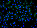 Immunofluorescence staining of NIH/3T3 cell with CSB-RA802189A0HU at 1:50, counter-stained with DAPI. The cells were fixed in 4% formaldehyde, permeabilized using 0.2% Triton X-100 and blocked in 10% normal Goat Serum. The cells were then incubated with the antibody overnight at 4°C. The secondary antibody was Alexa Fluor 488-congugated AffiniPure Goat Anti-Rabbit IgG(H+L) .