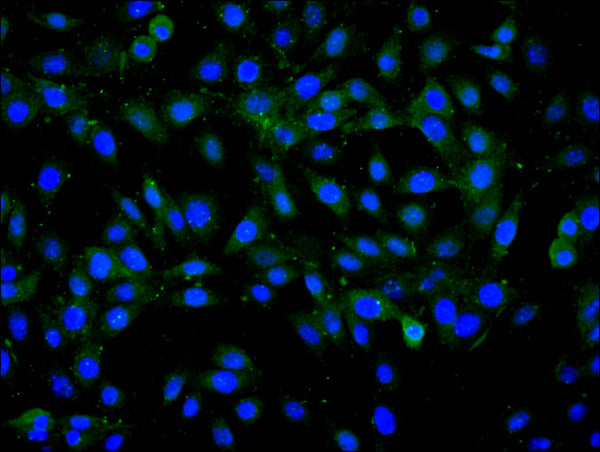 Immunofluorescence staining of NIH/3T3 cell with CSB-RA802189A0HU at 1:50, counter-stained with DAPI. The cells were fixed in 4% formaldehyde, permeabilized using 0.2% Triton X-100 and blocked in 10% normal Goat Serum. The cells were then incubated with the antibody overnight at 4°C. The secondary antibody was Alexa Fluor 488-congugated AffiniPure Goat Anti-Rabbit IgG(H+L) .