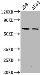 Phospho-PRKAA2 (S491) Antibody – Figure 1 of 1