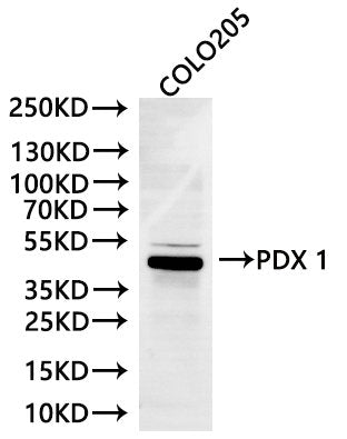 Western Blot, 
Positive WB detected in: COLO205 whole cell lysate(30µg)
All lanes: PDX 1 antibody at 1:1000
Secondary
Goat polyclonal to rabbit IgG at 1/40000 dilution
Predicted band size: 31 kDa
Observed band size: 42 kDa
Exposure time：120s