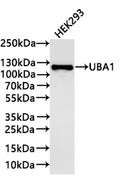 Western Blot
Positive WB detected in:HEK293 whole cell lysate(30µg) 
All lanes: UBA1 antibody at 1:1000
Secondary
Goat polyclonal to rabbit IgG at 1/40000 dilution
Predicted band size: 118 kDa
Observed band size: 118 kDa
Exposure time：1min