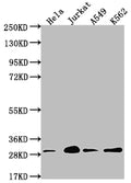 Western Blot
Positive WB detected in: Hela whole cell lysate, Jurkat whole cell lysate, A549 whole cell lysate, K562 whole cell lysate
All lanes: YWHAG antibody at 1:2000
Secondary
Goat polyclonal to rabbit IgG at 1/50000 dilution
Predicted band size: 29 kDa
Observed band size: 29 kDa
