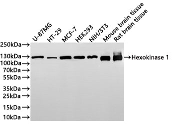 Western Blot
Positive WB detected in: U-87MG whole cell lysate(30µg) , HT-29 whole cell lysate(30µg) , MCF-7 whole cell lysate(30µg) , HEK293 whole cell lysate(30µg) , NIH/3T3 whole cell lysate(30µg) , Mouse brain tissue lysate(30µg) , Rat brain tissue lysate(30µg) 
All lanes: Hexokinase 1 antibody at 1:1000
Secondary
Goat polyclonal to rabbit IgG at 1/40000 dilution
Predicted band size: 102 kDa
Observed band size: 120-130 kDa
Exposure time：2min