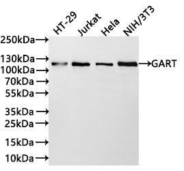 Western Blot
Positive WB detected in: HT-29 whole cell lysate(30µg) , Jurkat whole cell lysate(30µg) , Hela whole cell lysate(30µg) , NIH/3T3 whole cell lysate(30µg) 
All lanes: GART antibody at 1:1000
Secondary
Goat polyclonal to rabbit IgG at 1/40000 dilution
Predicted band size: 108 kDa
Observed band size: 115 kDa
Exposure time：2min
