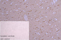 CHRM3 Antibody – Figure 1 of 2