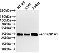 Western Blot
Positive WB detected in: HT-29 whole cell lysate(30µg) , K562 whole cell lysate(30µg) , Jurkat whole cell lysate(30µg) 
All lanes:hnRNP A1 antibody at 1:1000
Secondary
Goat polyclonal to rabbit IgG at 1/40000 dilution
Predicted band size: 39 kDa
Observed band size: 34 kDa
Exposure time：2min