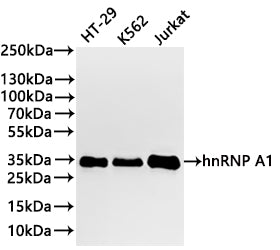 Western Blot
Positive WB detected in: HT-29 whole cell lysate(30µg) , K562 whole cell lysate(30µg) , Jurkat whole cell lysate(30µg) 
All lanes:hnRNP A1 antibody at 1:1000
Secondary
Goat polyclonal to rabbit IgG at 1/40000 dilution
Predicted band size: 39 kDa
Observed band size: 34 kDa
Exposure time：2min
