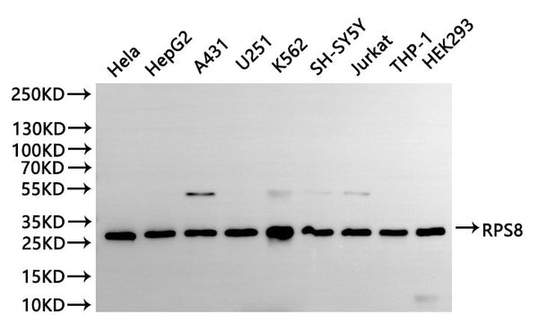 Western Blot
Positive WB detected in: Hela whole cell lysate(30µg), HepG2 whole cell lysate(30µg), A431 whole cell lysate(30µg), U-251MG whole cell lysate(30µg), K562 whole cell lysate(30µg), SH-SY5Y whole cell lysate(30µg), Jurkat whole cell lysate(30µg), THP-1 whole cell lysate(30µg), HEK293 whole cell lysate(30µg)
All lanes: RPS8 antibody at 1:1000
Secondary
Goat polyclonal to rabbit IgG at 1/40000 dilution
Predicted band size: 24 kDa
Observed band size: 30 kDa
Exposure time：30s