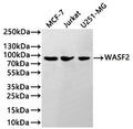 Western Blot
Positive WB detected in: MCF7 whole cell lysate(30µg), Jurkat whole cell lysate(30µg), A431 whole cell lysate(30µg)
All lanes:WASF2 antibody at 1:1000
Secondary
Goat polyclonal to rabbit IgG at 1/40000 dilution
Predicted band size: 54 kDa
Observed band size: 90 kDa
Exposure time：1min