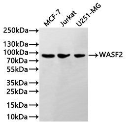 Western Blot
Positive WB detected in: MCF7 whole cell lysate(30µg), Jurkat whole cell lysate(30µg), A431 whole cell lysate(30µg)
All lanes:WASF2 antibody at 1:1000
Secondary
Goat polyclonal to rabbit IgG at 1/40000 dilution
Predicted band size: 54 kDa
Observed band size: 90 kDa
Exposure time：1min