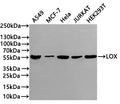 Western Blot
Positive WB detected in: A549 whole cell lysate(20µg) , MCF-7 whole cell lysate(20µg) ,Hela whole cell lysate(20µg) , JURKAT whole cell lysate(20µg) , HEK293T whole cell lysate(20µg) 
All lanes: LOX antibody at 1:1000
Secondary
Goat polyclonal to rabbit IgG at 1/40000 dilution
Predicted band size: 47 kDa
Observed band size: 55 kDa
Exposure time：1min