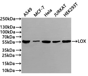 Western Blot
Positive WB detected in: A549 whole cell lysate(20µg) , MCF-7 whole cell lysate(20µg) ,Hela whole cell lysate(20µg) , JURKAT whole cell lysate(20µg) , HEK293T whole cell lysate(20µg) 
All lanes: LOX antibody at 1:1000
Secondary
Goat polyclonal to rabbit IgG at 1/40000 dilution
Predicted band size: 47 kDa
Observed band size: 55 kDa
Exposure time：1min