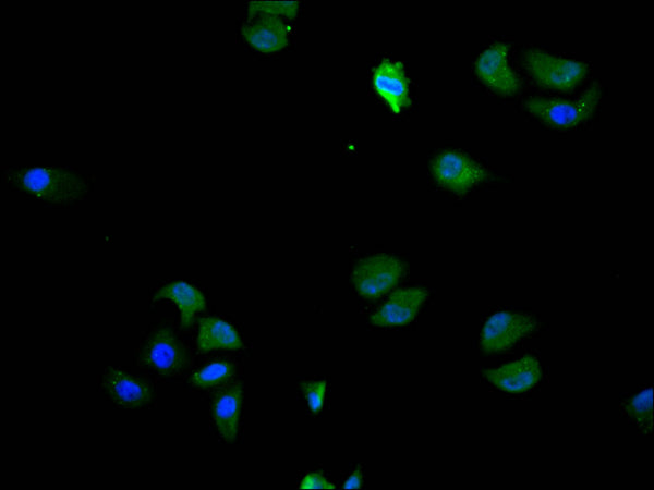 Immunofluorescence staining of Hela cell with CSB-RA833619A0HU at 1:50, counter-stained with DAPI. The cells were fixed in 4% formaldehyde, permeabilized using 0.2% Triton X-100 and blocked in 10% normal Goat Serum. The cells were then incubated with the antibody overnight at 4°C. The secondary antibody was Alexa Fluor 488-congugated AffiniPure Goat Anti-Rabbit IgG(H+L) .