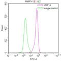 Overlay Peak curve showing A431 cells stained with CSB-RA834513A0HU (red line) at 1:100. The cells were fixed in 4% formaldehyde and permeated by 0.2% TritonX-100 for 10min. Then 10% normal goat serum to block non-specific protein-protein interactions followed by the antibody (1ug/1*10 6 cells) for 45min at 4℃.