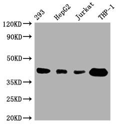 Western Blot
Positive WB detected in: 293 whole cell lysate, HepG2 whole cell lysate, Jurkat whole cell lysate, THP-1 whole cell lysate
All lanes: TMEM173 antibody at 1:1000
Secondary
Goat polyclonal to rabbit IgG at 1/50000 dilution
Predicted band size: 43 kDa
Observed band size: 43 kDa