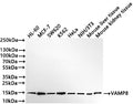 Western Blot
Positive WB detected in: HL-60 whole cell lysate(30µg) , MCF-7 whole cell lysate(30µg) , SW620 whole cell lysate(30µg) , K562 whole cell lysate(30µg) , HeLa whole cell lysate(30µg) , NIH/3T3 whole cell lysate(30µg) , Mouse liver tissue lysate(30µg) , Mouse kidney tissue lysate(30µg) 
All lanes: VAMP8 antibody at 1:1000
Secondary
Goat polyclonal to rabbit IgG at 1/50000 dilution
Predicted band size: 11 kDa
Observed band size: 15 kDa
Exposure time: 2min